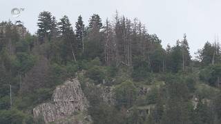 Промяната в климата и вредителите са причина за изсъхването на иглолистните гори край Смолян