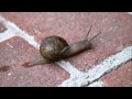 A snail moving along and leaving it's slime