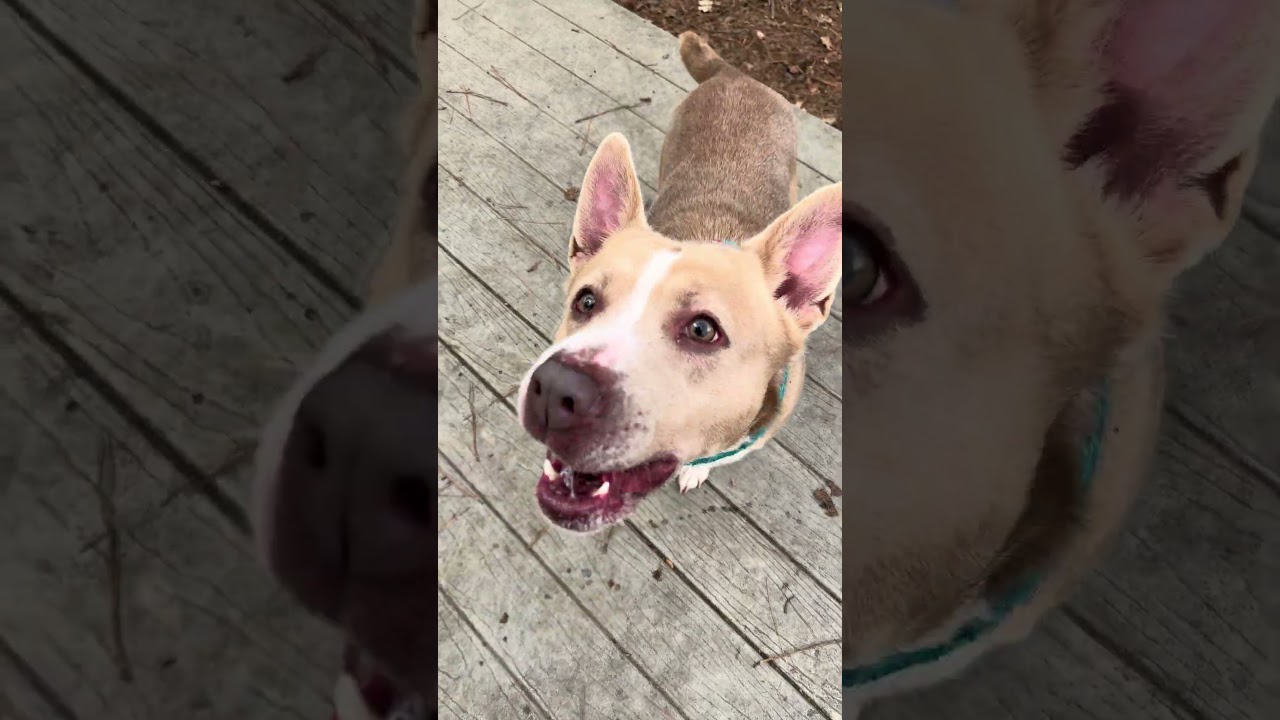 Enlarge UMI, a ADOPTABLE mixed breed in Marietta, GA video 4/6