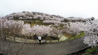 preview picture of video '【車載動画】種松山の桜トンネルへ裏道から　Cherry Blossom Tunnel,kurashiki okayama'