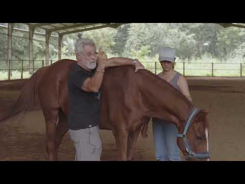 Lyons Institute - Equine Manual Therapy