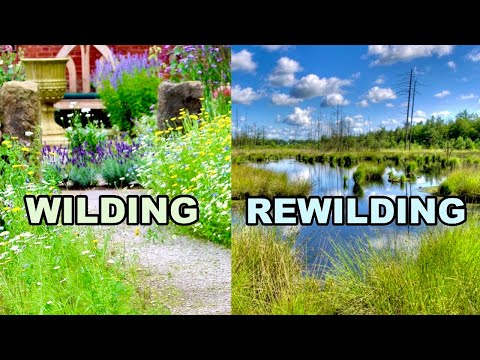 To WILD or REWILD?  That Is The Question...