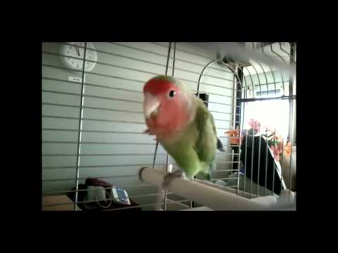 Tweet Tweet (A Song for Birdie) - MUSIC VIDEO