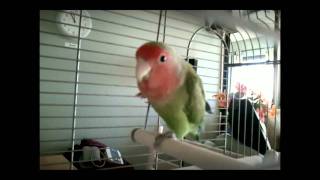 Tweet Tweet (A Song for Birdie) - MUSIC VIDEO