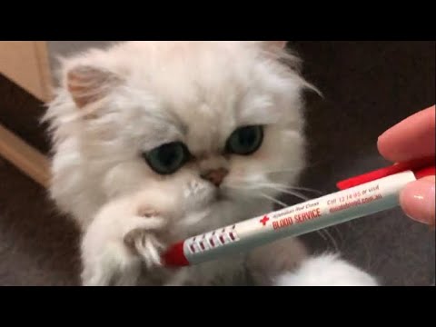 Mia Persian Chinchilla - cat cuteness