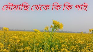 মৌমাছি থেকে আমরা কি কি প্রডাক্ট পাই।