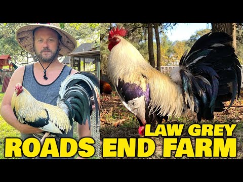 Beautiful Birds Hennie ROADS end Farm - Farm Visit