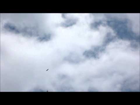 Barton Park - Soaring eagles