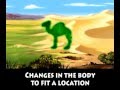 Camel Adaptation Song with Lyrics