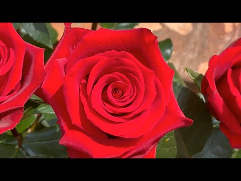 Mayesh Minute: Valentine's Day Roses at Greenrose