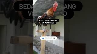 Download lagu Beda ayam jepang sama indo #rukuntawa #ketawa #fun #meme #memelucu #kocak #ayam #short #shorts prank mp3