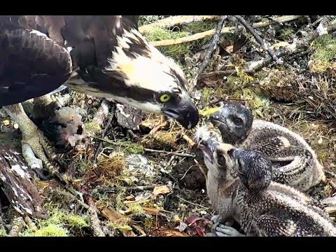 Second breakfast for Hog Island Ospreys. 09.17 / 14 June 2018