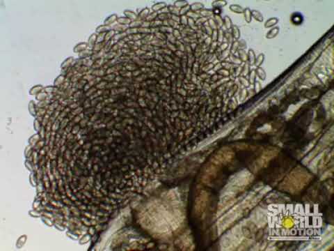 A körféreg parazita életmódra való alkalmassága