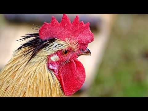 Kafshët - Miguel Torga