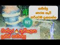 Kasippu Perana Hati කසිප්පු පෙරන හැටි සරලව Homemade Arak Amazi