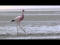 Andean Flamingo Phoenicopterus Andinus