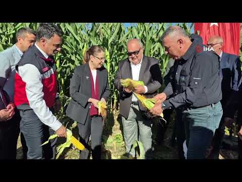 Vali Nurtaç Arslan, üzerine düşen mısır parçaları nedeniyle zor anlar yaşadı