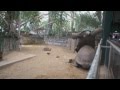 Fighting Giant Turtles