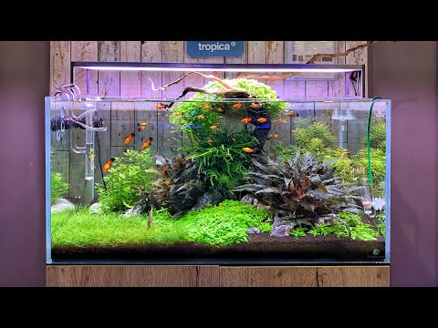 Beautiful Aquascapes At Aquajardin Aquarium Store George Farmer