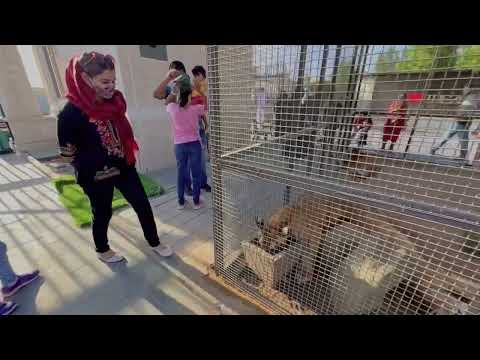 The big cat family at Umm Al Quwain Zoo