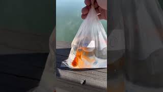We Went And Got A GoldFish And Set Him Free !