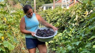 So Stinkin’ Pretty || Harvesting Grapes & Makin’ Jelly || August 2025