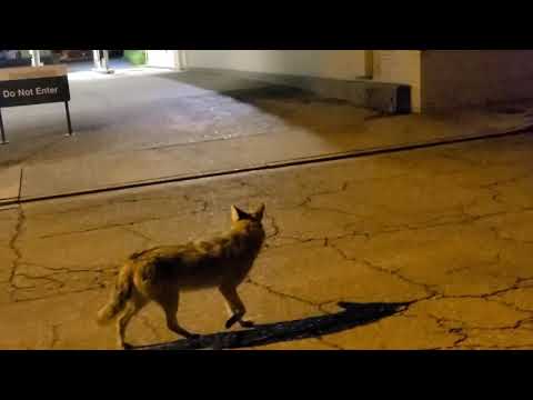 Vicksburg Mississippi - Coyotes in the city