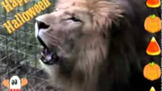 preview picture of video 'African Lion Roaring Scary Sound'
