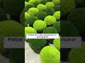 🌱Transform your garden with Irish Moss seeds – the perfect ground cover solution! #landscaping