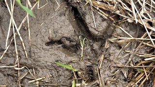 Hunting Camp LIVE by Modern Carnivore