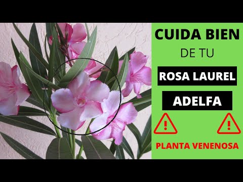 download lagu mp3 mp4 Rosa Laurel, download lagu Rosa Laurel gratis, unduh video klip Rosa Laurel