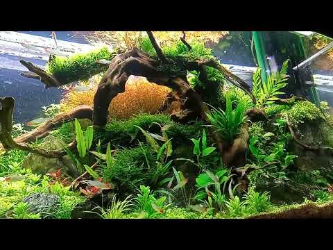 THE LOOP (288lit natural aquascape)