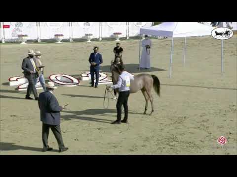 N 13 AJAYEB ALMANHAL   Sharjah International Arabian Horse Festival 2021   Yearling Fillies Class 1A