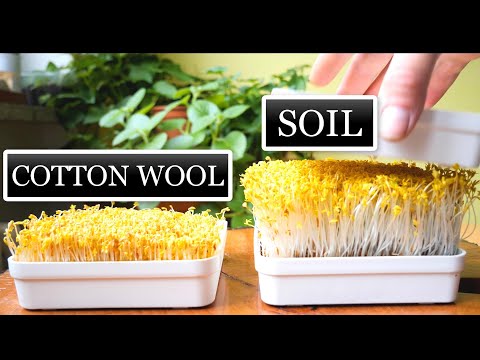 Cotton Wool vs Soil Cress Microgreens