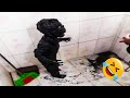TRY NOT TO LAUGH Top Funniest Moments Memes PART 2