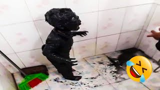 TRY NOT TO LAUGH Top Funniest Moments