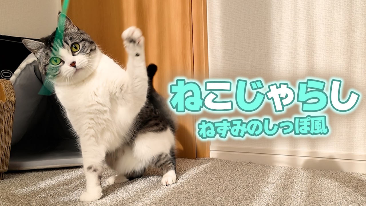 ネズミのしっぽ風ねこじゃらしを楽しむ猫たち