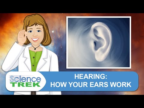 Hearing: How Your Ears Work | Science Trek