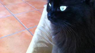 Diabolical masquerade - 10th movement