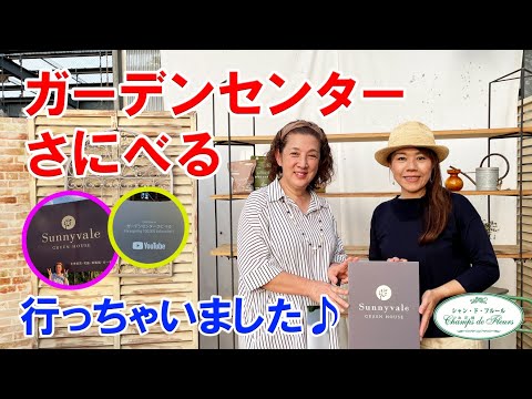 オフィスの植物: オフィスに最適な植物 10 種 ライフスタイル