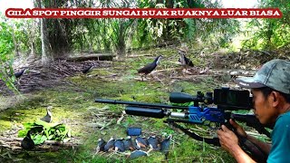 Download lagu HUNTING RUAK RUAK‼️SPOT PINGGIR SUNGAI DI MUSIM HUJAN LUAR BIASA mp3