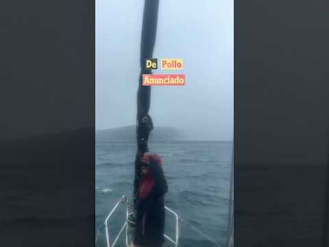 Segundo #CulodePollo que vivo en #GunaYala #SanBlas #Ustupu #PlayónChico