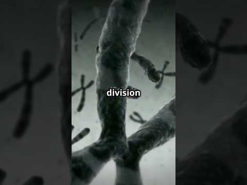 Meiosis #celldivision #youtubeshorts #scienceeducation #cellbiology #trending #viralvideo #academicl