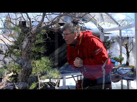 Potting Up My Two Birch, Part 1, The Bonsai Zone, March 2023