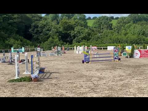 Amateur/young rider horse for sale - Image 2
