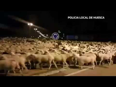 Polizeieinsatz bei Schafwanderung