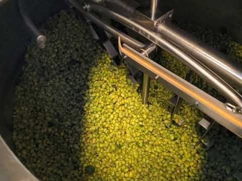 Wet Hop Load in Mash Tun