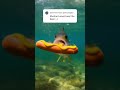 Video Thumbnail for Perch checking up my hotdog/ Mustard is the ticket #yellowperch #shorts  #DreamScreenAI