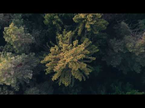 Modestyno feat. Jūratė - Vai tu aglala (Official Video)