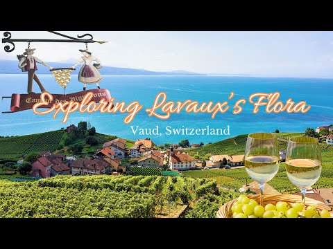 Beyond the Vineyards of Lavaux: A Hiker’s Paradise of Flora, Views & Wine